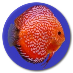 Red Stone Dragon Discus Fish - 3-3.5 inch Red Stone Dragon Discus Fish - 3-3.5 inch